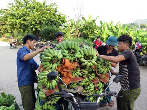 Mùa chuối "chát" của nông dân Bản Lầu
